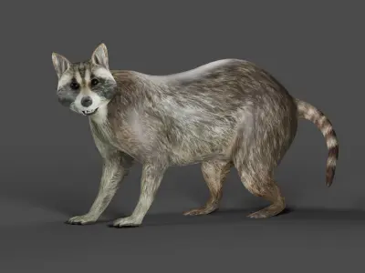 Raccoon Rigged Animation in Blender  Low-poly 3D model