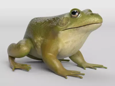 Bullfrog Animated 3D model
