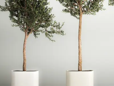 Trees In Concrete Vases And Pots For Exterior 1130 3D model