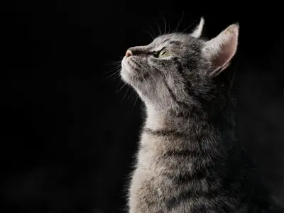 Grey Cat Animated  VFX Grace 3D model