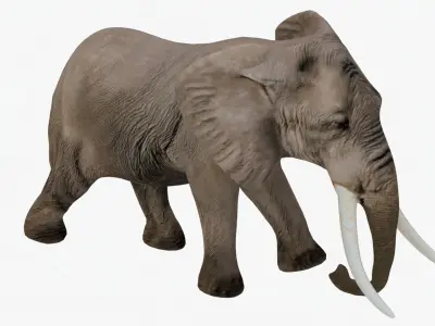 Elephant Rigged Low-poly 3D model get