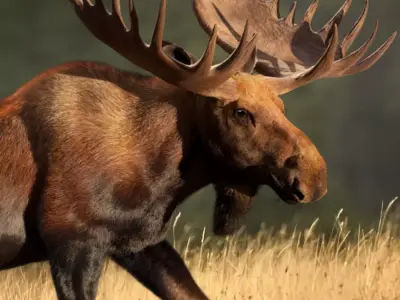 Moose Male Animated 3D model