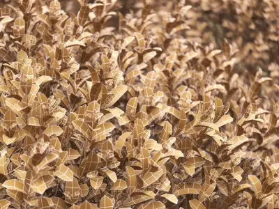 Boxwood cubes 84 - 105cm high 3D model