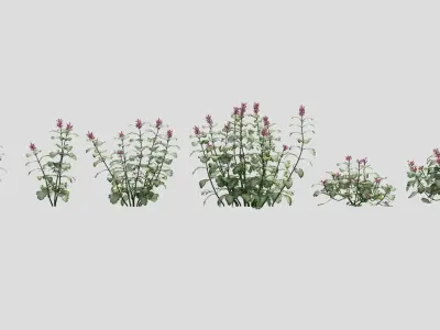 Lamium plant with flowers 3D model