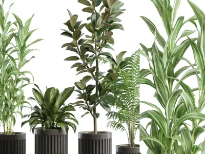 Indoor Plants Pack 89 3D model