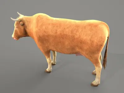 Cow Male and female plus animation Low-poly 3D model