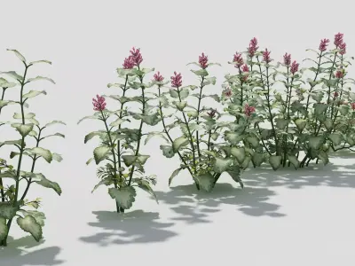 Lamium plant with flowers 3D model