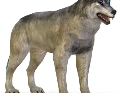 LowPoly Model Grey Wolf Low-poly 3D model