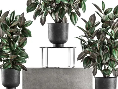 Ficus trees in a pot for the interior 847 3D model