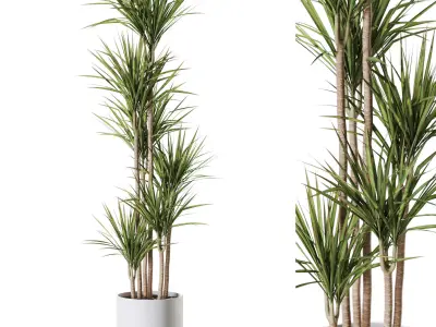 Plants collection vol 58