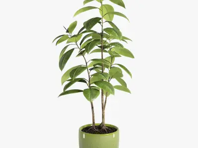 Plant Ficus 3D model