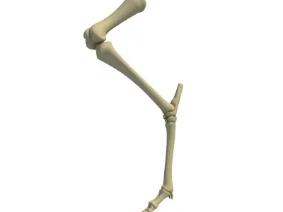 Skeleton of Animal Femur  3D model
