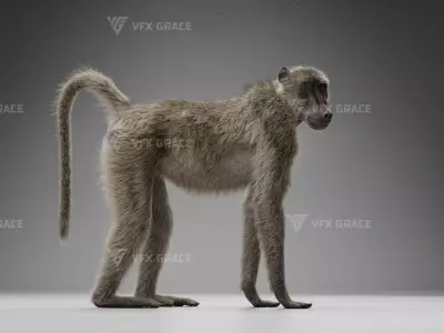 Baboon Animation  Blender 3D Model 3D model