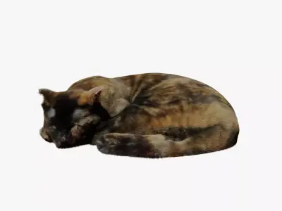 Realistic Breathing Cat Low-poly 3D model