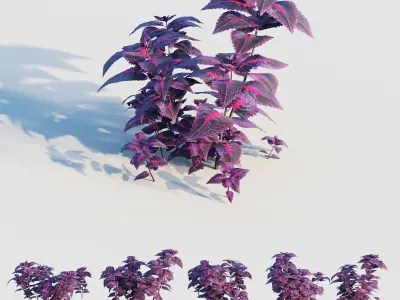 coleus plant 3D model