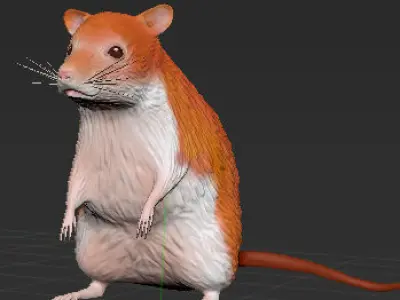 Animal Rat 3D model