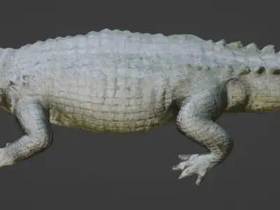 Crocodile 3D Model 3D model buy