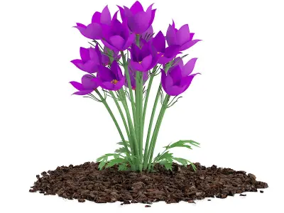 Pasque Flowers Pulsatilla Vulgaris 3D model