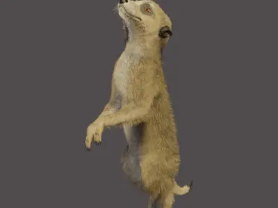 meerkat 3D model