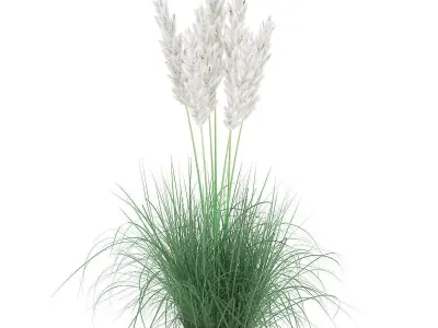 Ornamental Grass 3D model