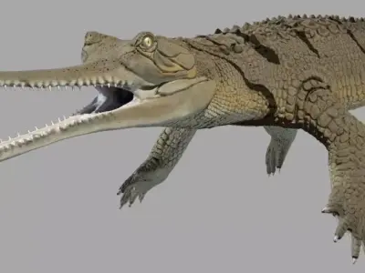 Gavial Gharial 3D model