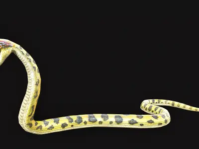 Low Poly Anaconda 3D Animal - Ready for Games 19 Animations Low-poly 3D model