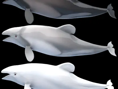 Hector Dolphin Low-poly 3D model