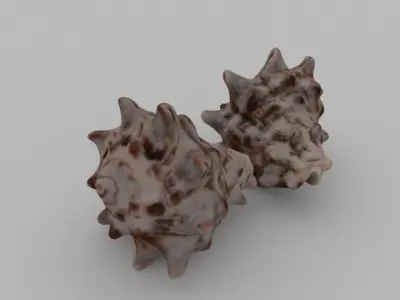 Seashell two sea shells 3D model