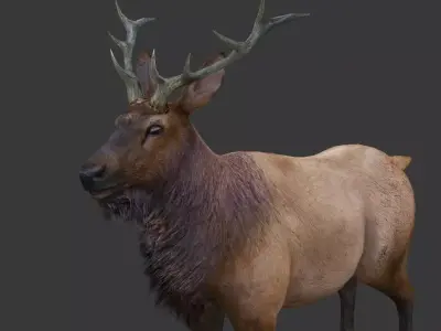 ELK  deer 3D model Low-poly 3D model