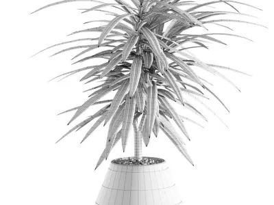  Collection of plants in different pots - Dracaena - 5 models 3D model