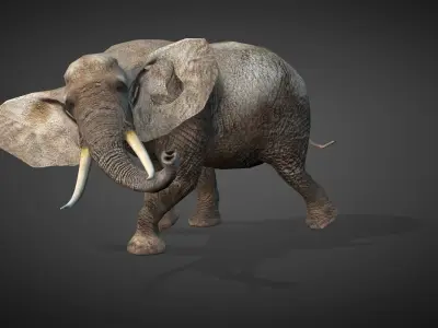 African Elephant Animated 3D model Low-poly 3D model purchase