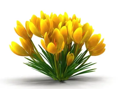 Crocus yellow 3D model