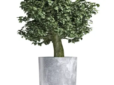 Plants Collection 146 Sageretia Theezans 3D model