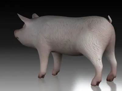 Pig wild Farm Teeth Eyes Trousers Dress Animals mammal animal 3D model