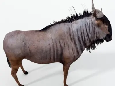 Wildebeest Gnu Low-poly 3D model