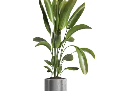 indoor plant 038 3D model