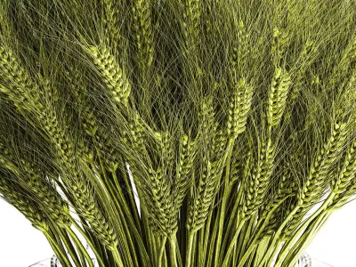 Green floral bouquet of wheat ears in a glass vase 610 3D model