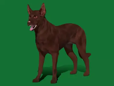 Australian Kelpie Dog 3D model