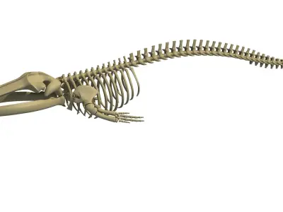 Whale Skeletons Collection 3D model