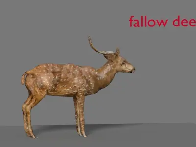 fallow deer  3D model