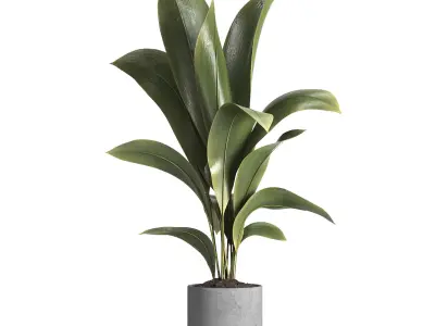 indoor plant 020 3D model