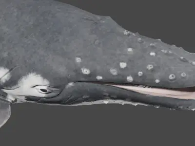 Humpback Whale  3D model