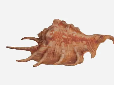 Sea shell Spider Conch 3d model Low-poly 3D model