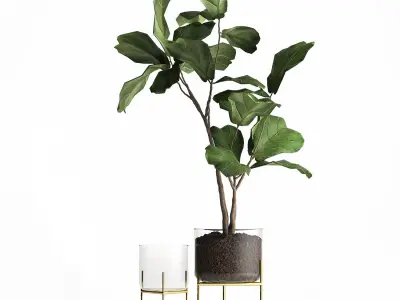 Ficus lyrata trees in a GLASS FLOWERPOT 959 3D model