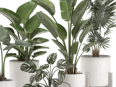 Decorative plants for the interior in white pots 557 3D model