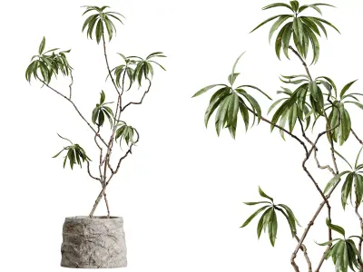 AV HousePlants Japandi Minimalism Ficus Dracaena Marginata 3D model