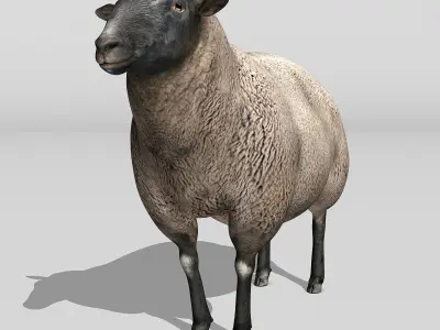 Sheep - Black 3D model