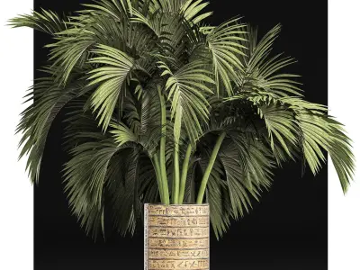 Plants Collection 163 Egyptian Palm 3D model