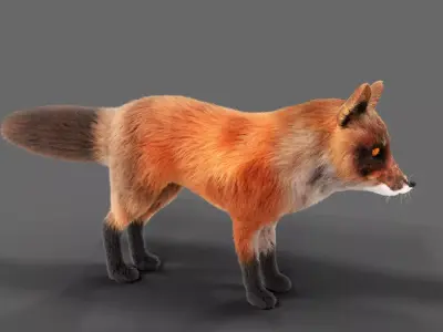 Hair Fur Red Fox  Low-poly 3D model