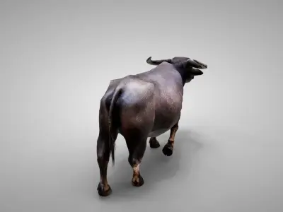 Water Buffalo Animated Low-poly 3D model